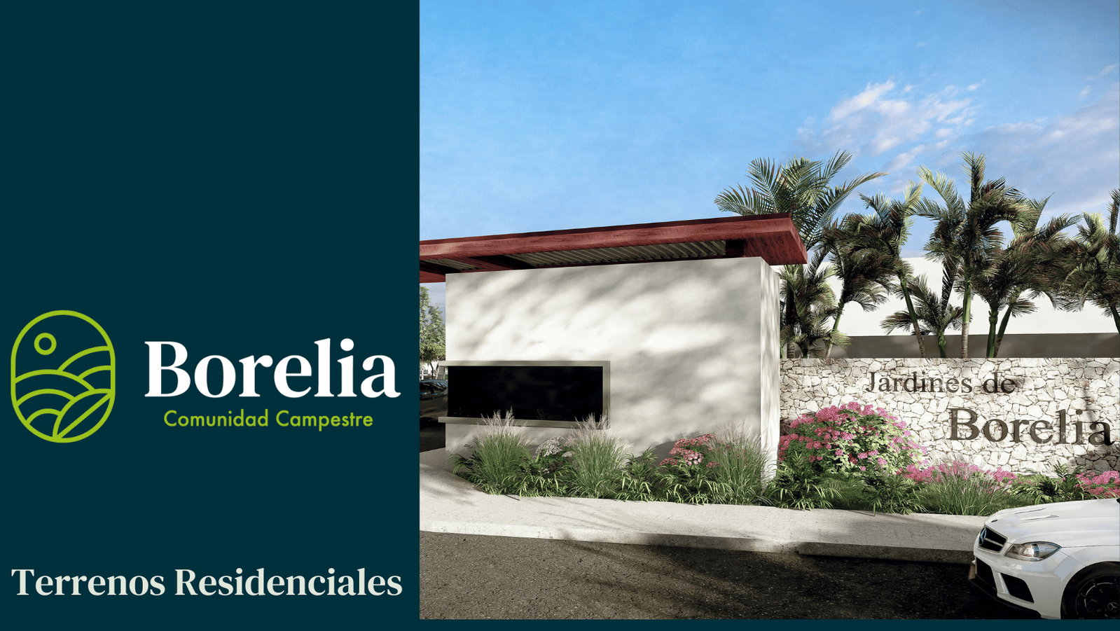 borelia borelia